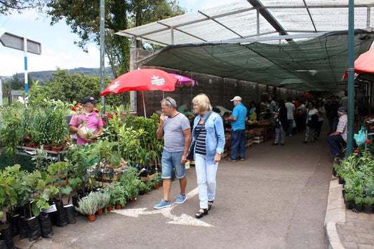 Sonntagsmarkt Madeira